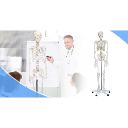 Anatómiai csontváz modell állvánnyal