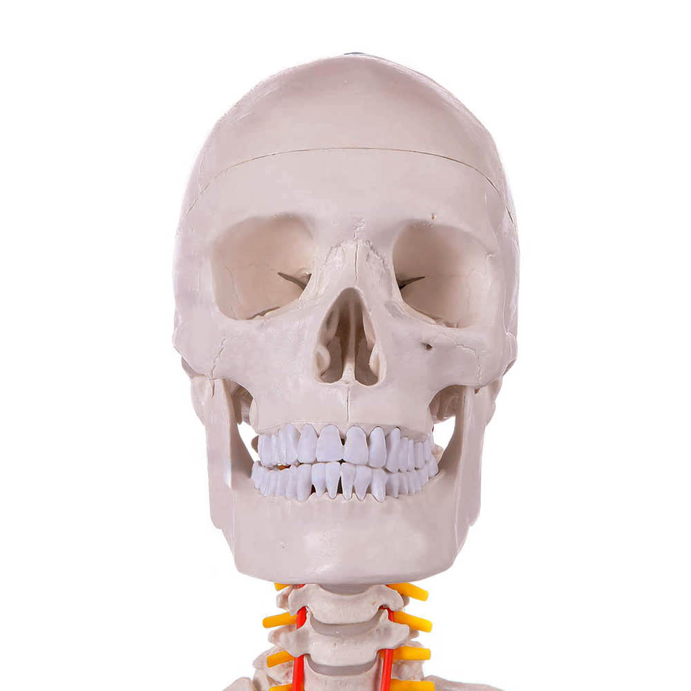 Anatómiai Csontváz Modell állvánnyal