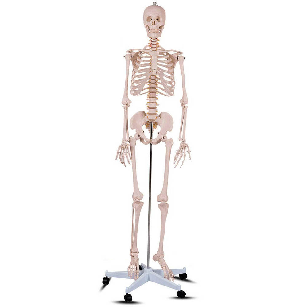 Timelesstools anatómiai csontváz modell állvánnyal