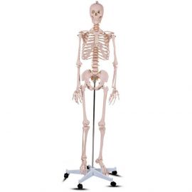 csontváz modell