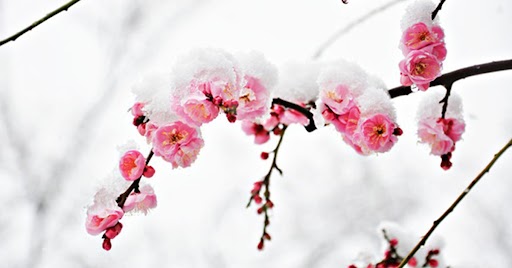 Téli virágok, amik hidegben is tündökölnek a kertedben