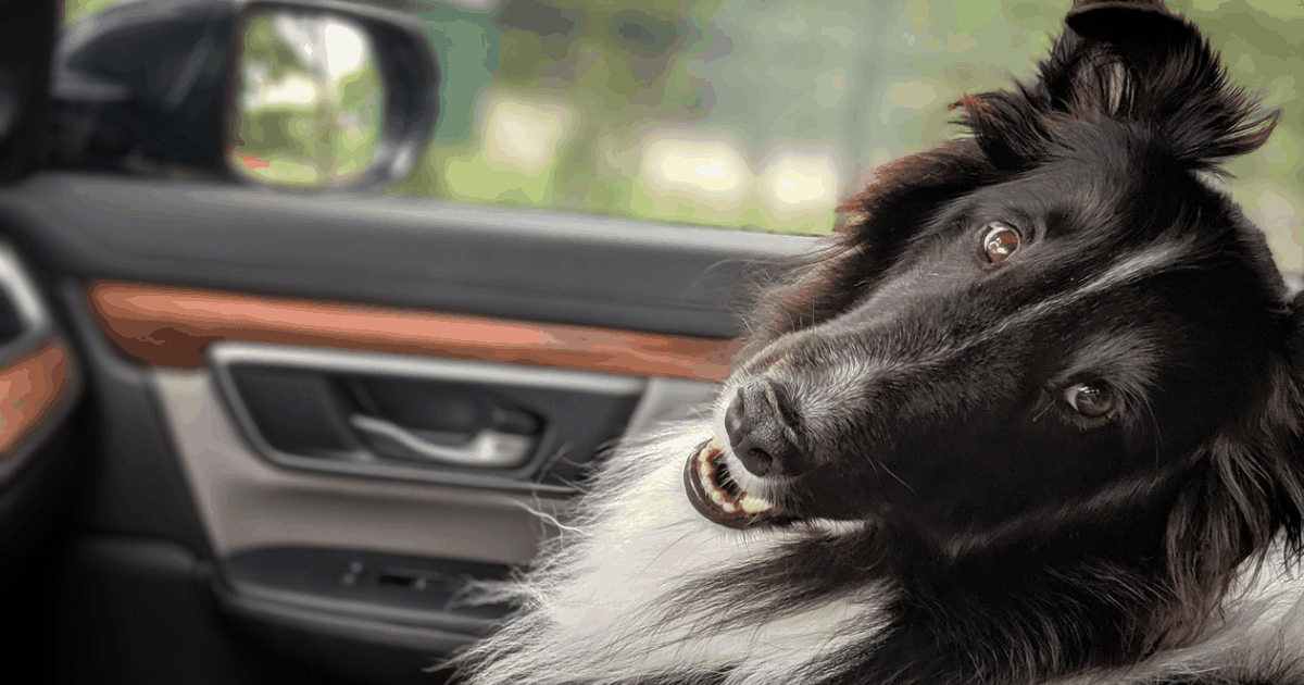 Kutyák szállítása - tippek és trükkök