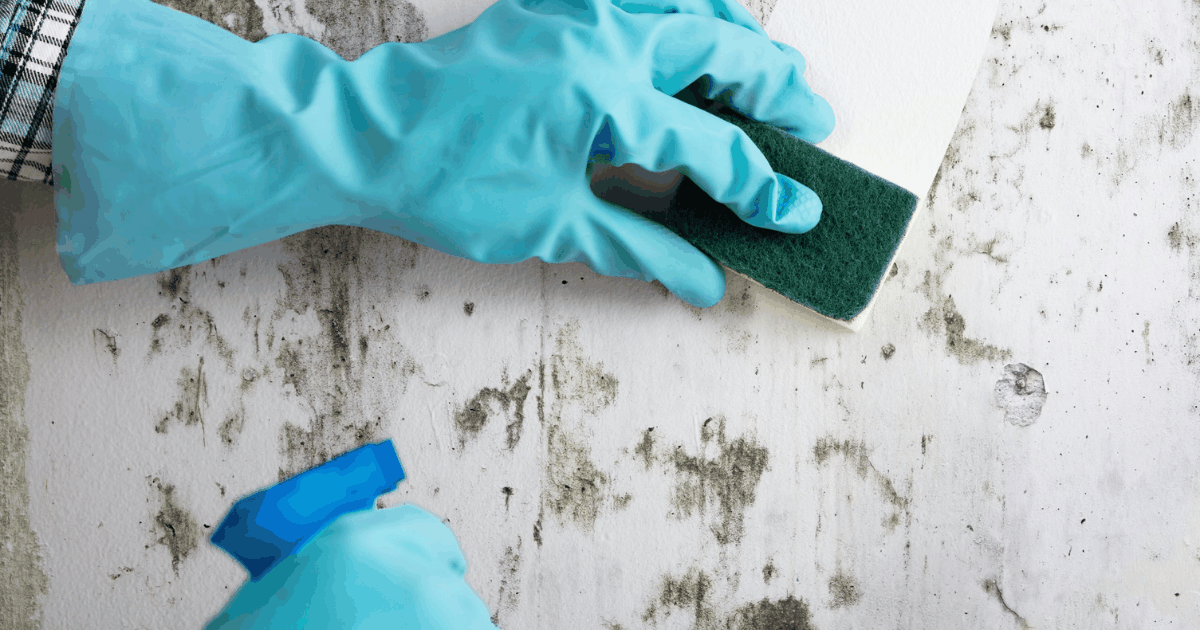 A penész eltávolítása egyszerűen otthonodban